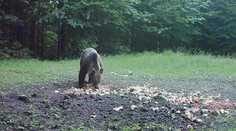 V Národnom parku Veľká Fatra riešia záhadu. Niekto úmyselne prikrmuje medvede