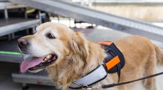 Otrasná skúsenosť pani Dominiky. Nechceli ju pustiť do supermarketu s asistenčným psom