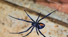 Invázia jedovatých pavúkov v Chorvátsku. Nemocnice nemajú protijed