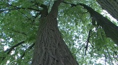 Strom vraj ohrozuje majetok a život. Rúbať ho aj tak nebudú