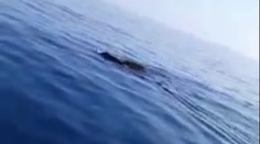 VIDEO: Rybár si myslel, že k nemu plávajú žraloky. Po priblížení sa zostal v nemom úžase