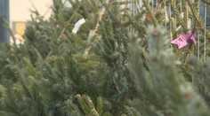 Plánujete vyhodiť vianočný stromček? V tom prípade vám hrozí takáto pokuta