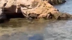 VIDEO: Hrozivé chvíle v obľúbenom dovolenkovom raji. Pláž evakuovali, zavítal k nej žralok „beštia“