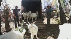 Čo nezožerú, to zadupú do zeme. Les v Čile chráni pred požiarmi štvornohá armáda