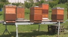 Včelári bojujú so zákernou chorobou. Nedá sa liečiť, včelíny musia likvidovať ohňom