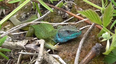 V Kremnických vrchoch sa objavila naša najväčšia a najkrajšia jašterica