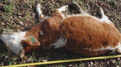 Farmárovi z Kysúc niekto otrávil býka