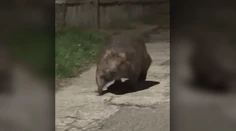 Národnú pamiatku ohrozuje chránený bobor. Trenčianske Teplice riešia kurióznu dilemu