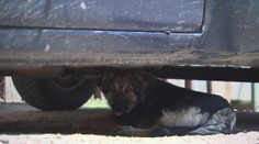 Každý pes bude musieť mať čip. Čo ale s tými, ktoré sa potuľujú po osadách