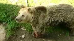 Tvrdí, že ho ráno napadol medveď. Už pred obedom bol z nemocnice doma