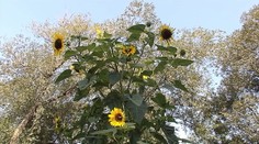 V Hlohovci vyrástla megaslnečnica. Meria takmer štyri metre a robí radosť svojej majiteľke