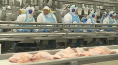 Koniec slovenskej hydiny v obchodoch? Hydinári sa obávajú o prežitie