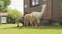 Inteligentné zvieratá, ktoré majú vždy radosť zo života. Boli sme sa pozrieť u chovateľa alpák