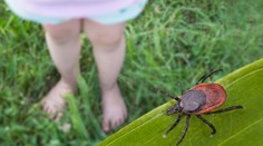 Odborníci odhalili nové ohniská kliešťovej encefalitídy na Slovensku. Vírus sa vyskytuje aj v menej známych oblastiach