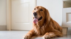 Svadbu snov v Taliansku im ohrozil pes. Krátko pred odletom ženíchovi zožral pas