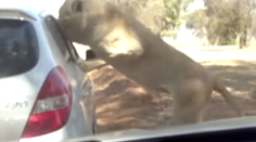 Ďalší útok levice v safari. Ani tentoraz si turisti nezavreli okno