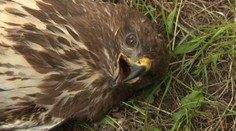 Zvieratá zabíja jed z polí už aj v chránenom území