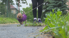 Chcete sa vyhnúť problémom so srdcom a cievami? Zaobstarajte si psa