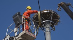 Domov sa vracajú z tisícok kilometrov. Bociany v tejto dedine čaká po zime veľké prekvapenie