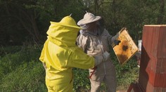 Medy rodiny z východného Slovenska zbierajú úspechy na svetových súťažiach. Boli sme sa pozrieť na ich včely