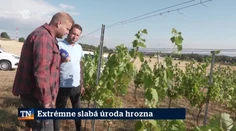 Extrémne slabá úroda hrozna