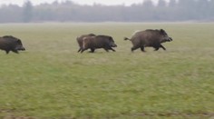 Africký mor ošípaných ohrozuje Slovensko. Už ho zaznamenali na našich hraniciach