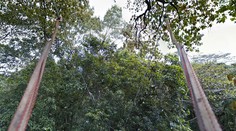 Dažďové lesy strácajú schopnosť zachytávať oxid uhličitý