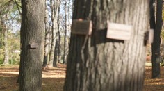 Prírodný cintorín bez hrobov a kameňov: Miesto, kde sa ľudia po smrti vracajú späť do prírody