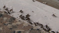 V Ješkovej Vsi sa premnožil nepríjemný hmyz. Je všade