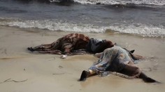 Pri pobreží Líbye sa zrejme utopilo približne 240 migrantov