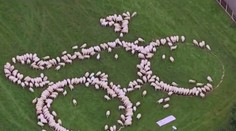 VIDEO: Divákov na cyklistických pretekoch Okolo Británie potešil ovečkový bicykel