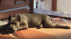 Objavili sme krvavý a mimoriadne krutý biznis založený na utrpení zvierat