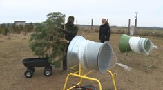 Symboly Vianoc majú priamo z domácich zdrojov. V Leviciach chovajú ryby a neďaleko pestujú stromčeky