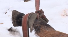 Srdcervúci nález v Tatrách! Beštiálne tu utýrali mladú jazdeckú kobylu