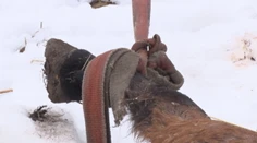 Srdcervúci nález v Tatrách! Beštiálne tu utýrali mladú jazdeckú kobylu