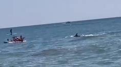 VIDEO: Kúpajúcich v španielskom letovisku šokovala obrovská plutva. Nastali výkriky zdesenia