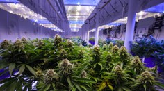 Prvá krajina Európy zlegalizuje pestovanie a užívanie marihuany pre vlastnú spotrebu