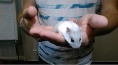 Nová hviezda Telerána. Škrečok tipuje výsledky Svetového pohára