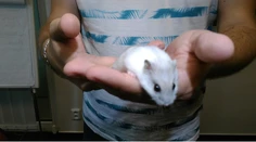 Nová hviezda Telerána. Škrečok tipuje výsledky Svetového pohára
