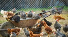 Farmárova dcéra zachránila pred istou smrťou tisíce sliepok. Stal sa vianočný zázrak