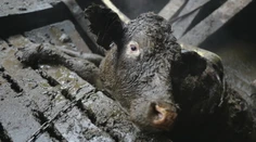 Dramatická záchrana kráv, ktoré sa takmer utopili vo vlastných výkaloch, má dohru