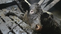 Dramatická záchrana kráv, ktoré sa takmer utopili vo vlastných výkaloch, má dohru