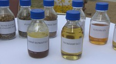 Paradox dnešnej doby: Svetu hrozí hladomor a Európa spaľuje potraviny v motoroch