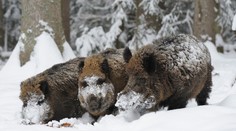 Diviaky obrali albánsky gang o kokaín za tisíce eur. Drogoví díleri sa usvedčili sami