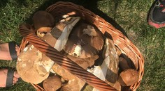 Toto sú tri najlepšie hubárske regióny. Mykológ hovorí aj to, kedy je na zber vhodný čas