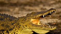 Krokodíl zrejme zožral iba 12-ročného chlapca. Hľadajú ho všade