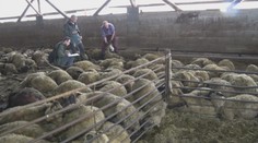 Medvede zabíjali na družstve. Chovateľ oviec také niečo ešte nevidel