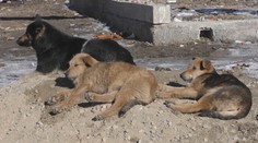 Psy našli v zúboženom stave. Kastrácie počas sviatkov v dedine nechcú