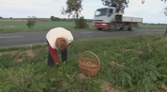 Zberači plodov ohrozujú premávku. Najhoršie je to pri cestách, ktoré lemujú ovocné stromy