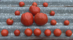 Z jednej sa naje celá rodina. Takéto mega rajčiny rastú na Slovensku